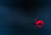 вода, отражение, Красный лебедь
