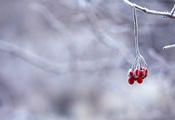 ветка, красные, иней, ягоды, Зима, снег