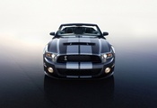 shelby, gt 500, Ford, 2010