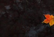 Клён, вода, осень, кленовый лист