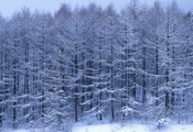 снег, изморозь, лес, густой