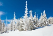 голубое, небо, деревья, гладкий, снег, в снегу