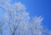 голубое, небо, ветки, изморозь, деревья, зима