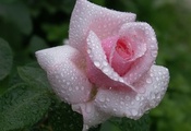 розовая, dew, роза, Rose, waterdrops, pink, beautiful nature wallpapers, fl ...
