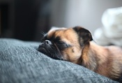 Собака, мордочка, спит, пес, кровать, нос, брабансон