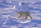 снег, Белый медведь, пустыня, север, арктика