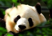 черный, листва, спит, Панда, белый