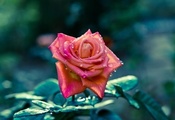 Цветы, фокус, резкость, роза, flowers, лепестки, стебель Цветы, фокус, резкость, роза, flowers, лепестки, стебель