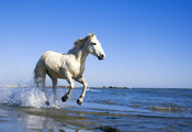 Лошадь, вода, конь, берег, море