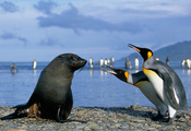 Антарктика, тюлень, пингвины