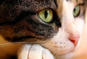 кошка, морда, Животное, глаза, зеленые, кот, нос, лапа