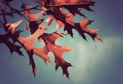 листья, обои, фон, макро, осень, Фото
