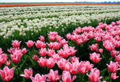 природа, tulips, бутоны, плантация, Тюльпаны, цветы