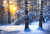 солнце, лес, зима, Природа, снег
