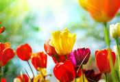 бутоны, цветы, tulips, Тюльпаны, природа, весна