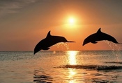 Дельфины, море, закат