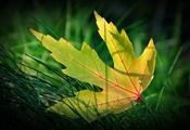 макро, осень, трава, Желтый лист