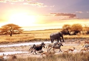 африка, саванна, слон, зебры, animals, антилопы, Africa, savanna