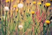 поляна, растения, Лето, цветы, природа, обои, фон, травы