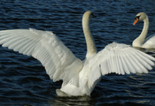 вода, лебеди, птицы, белые, перья, Пруд, пара, крылья
