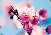 сакура, цветы, бутоны, ветка, Вишня, цветение, розовые