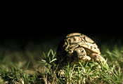 черепаха, трава, Темный фон, панцирь, макро