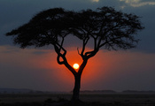 пейзаж, закат, дерево, Африка, кения, вечер, саванна