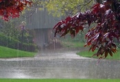 Дождь, парк, дорога, листья, дерево, дом, клен