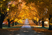 осень, парк, времена года, Природа, деревья