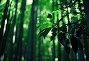 иероглифы, Лес, бамбук, green colour