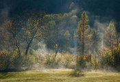 свет, туман, дымка, Лес, деревья, осень