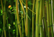 бамбук, заросли, стебли, природа, зеленый, Bamboo