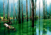 лес, вода, стволы, Природа, болото, деревья, сухие