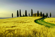 природа, поля, поле, таскания, италия, пшеница, Пейзажи