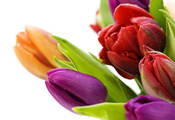 тюльпаны, Цветы, растения