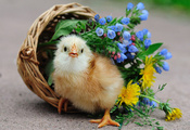 Птица, цветы, цыплёнок, птенец, корзинка