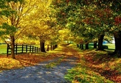 Природа, аллея, дорога, деревья, забор, осень, листья