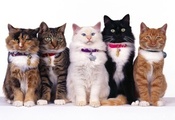 Коты, пять, белый, черный, рыжий, кот, ошейники