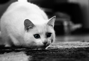 мордочка, уши, Кот, любопытство, чёрно-белое, котенок