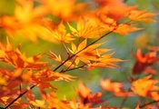 Ветка, клен, осень, листья