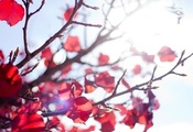 макро, осень, Фото, листья, солнце, лучи, ветви, свет