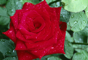 красная, капли, Цветок, роса, роза, лепестки, листья красная, капли, Цветок, роса, роза, лепестки, листья