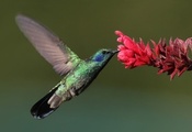 макро, птица, hummingbird, колибри, Bird, цветок