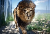 animal, царь, Лев, идёт, зверь, животное, смотрит