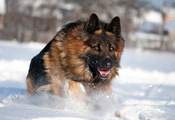 Собака, зима, немецкая овчарка, снег