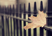 Макро обои, листья, осень, leaf wallpapers, осенние обои