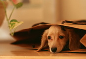 пакет, лежит, пес, взгляд, глаза, щенок, Собака