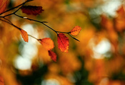 ветка, листва, блики, Макро, осень