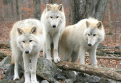 Волки, природа, лес, деревья, wolfs