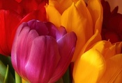 яркие, розовый, тюльпаны, букет, желтый, Цветы